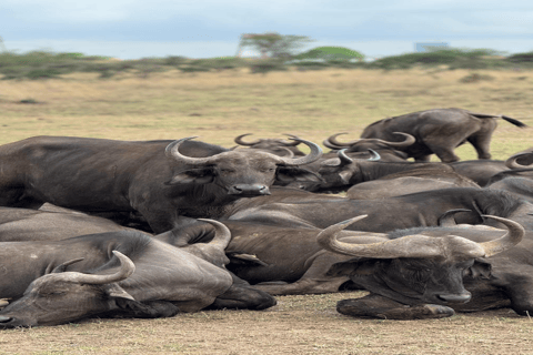 Safari Maasai Mara 3 dni/2 noce