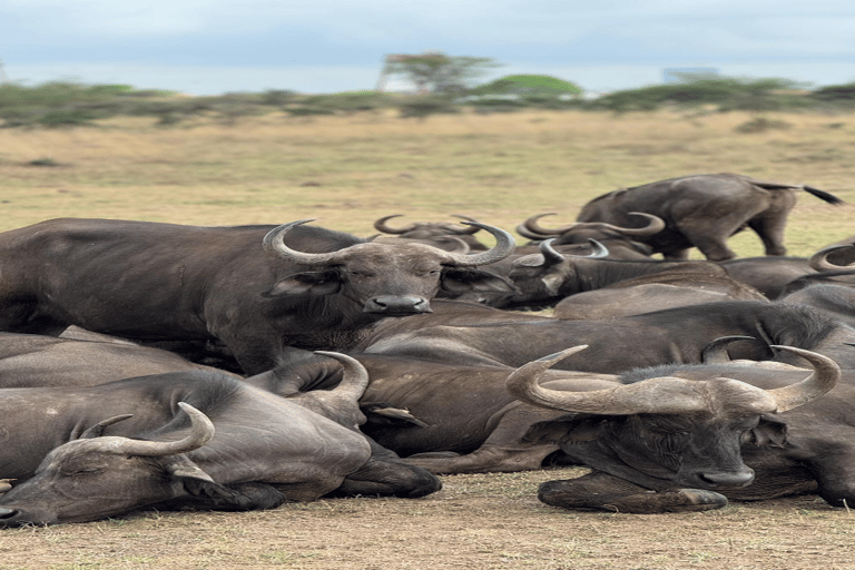 Safari Maasai Mara 3 dni/2 noce