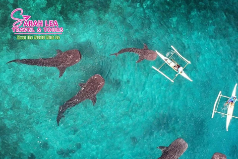 BREATHTAKING SOUTH CEBU WHALESHARK ADVENTURE