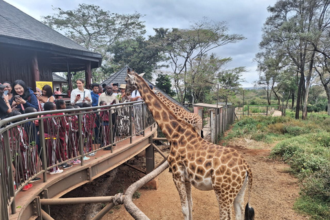 Viagem de 1 dia para o Orfanato de Elefantes e o Centro de Girafas