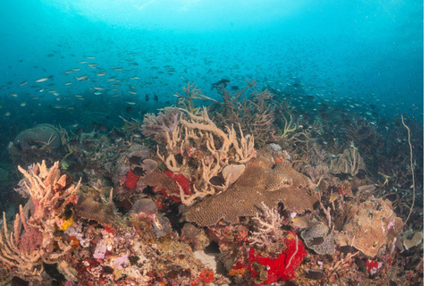 El Nido: Tauchen mit Manta-Rochen in Sibaltan