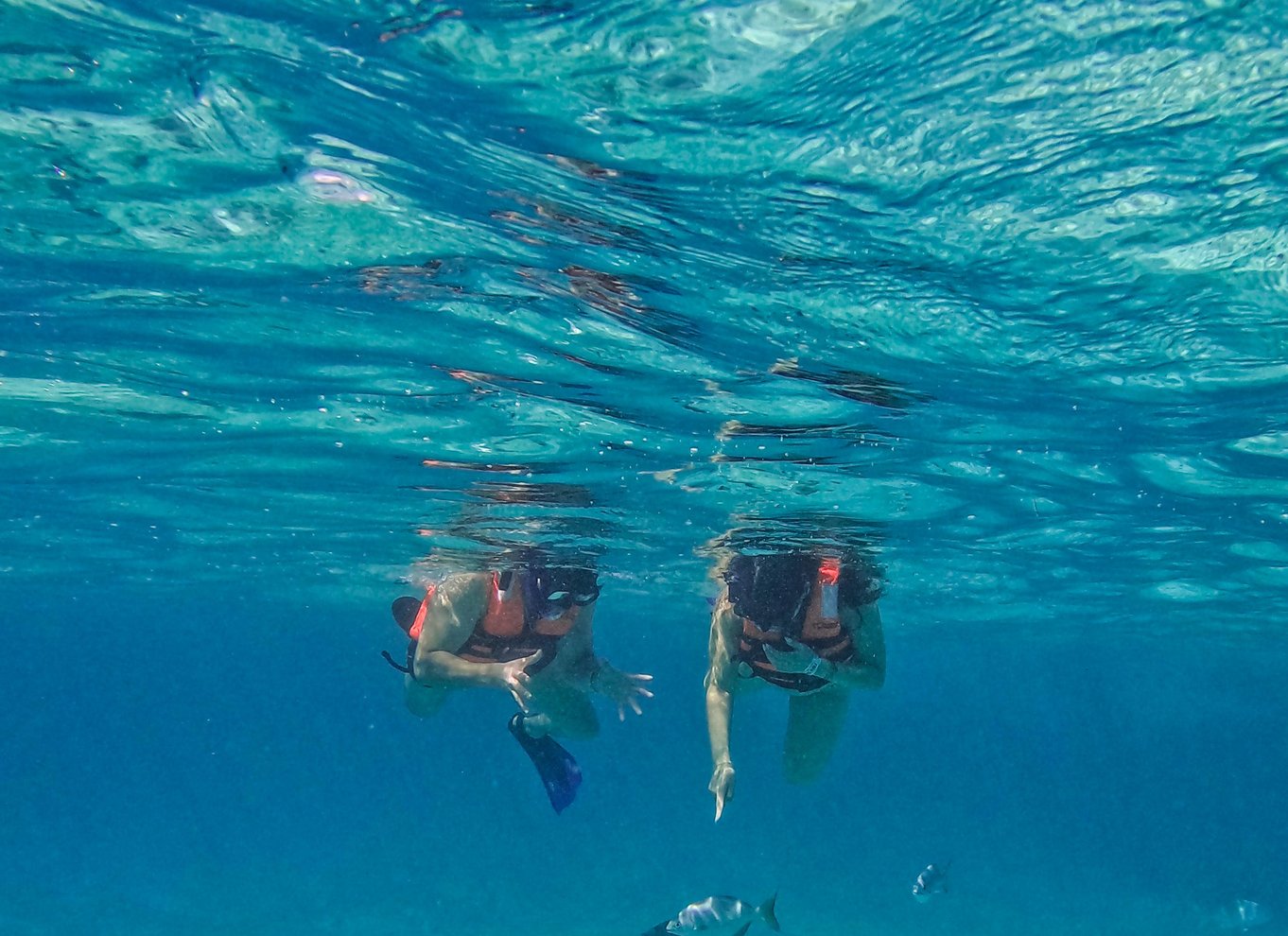 Tulum: 2-timers snorkling på to steder af Tulums rev