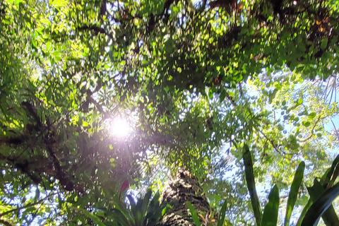 CAMINHO DO OURO - Guided tour Atlantic Forest, Waterfalls, Stories.