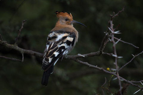 Addo Elephant National Park All Inclusive heldagssafariStandardtur