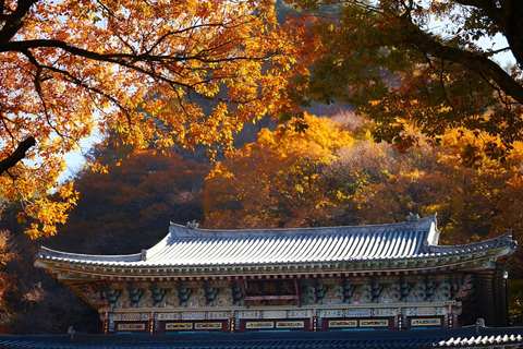 2024 Tour autunnale di Jeju con il Pink Muhly Festival