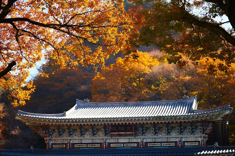 2024 Jeju Autumn Tour med Pink Muhly Festival