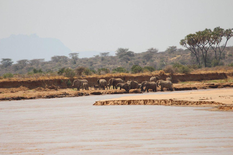 3 Days, 2 nights safari to Samburu National Reserve 3 Days private safari in a 4x4 Landcruiser jeep