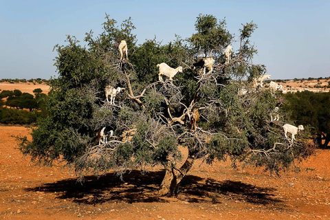 Marrakech: excursión guiada de un día a Essaouira