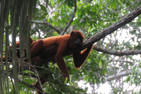 Puerto Maldonado: Tambopata Lago Sandoval 4-day expedition Puerto Maldonado: Tambopata Lago Sandoval 4-day expedition (best tour)