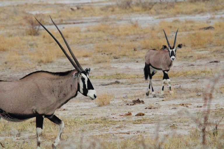 Windhoek: 3-Day Guided Safari in Etosha with Lodge