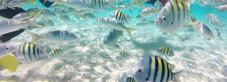 Cayo Arena : Tour de l'île paradisiaque Sosua ou Cabarete