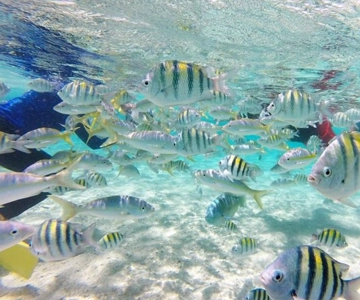 Cayo Arena: Paradise Island Tour Sosua o Cabarete
