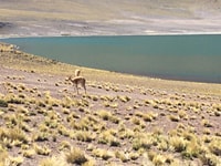 Piedras Rojas + Altiplanic Lagunes in Safari Bus - Housity