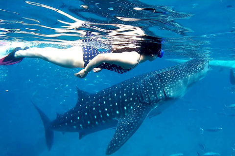 Cebu:Oslob Whale Sharks, Tumalog Falls & Moalboal Snorkeling