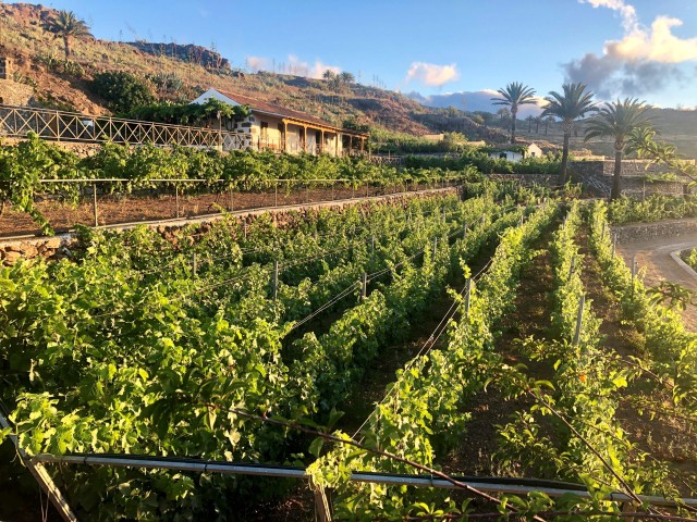 Visit La Gomera Winery Visit and Tasting Tour in La Gomera
