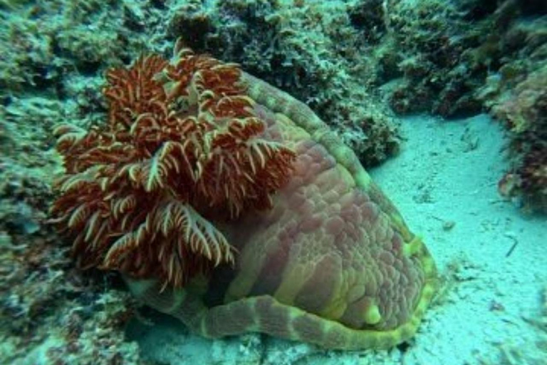Sansibar: Schnorcheln auf der Insel Nkupenda mit Mittagessen