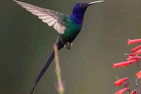 São Paulo & Atlantic Forest: Serra do Mar State Park Tour