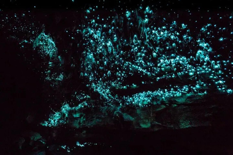 Glowworm Caves & Waterfalls Guided Tour in Bay of Islands