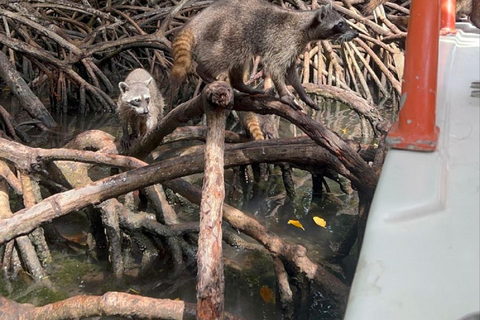 Cartagena: Raccoon Island +SNORKEL &amp; Mangrove +Photo y Lunch