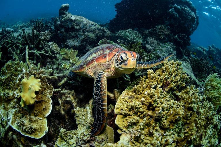 Cairns: Snorkel & Dive a Secluded Great Barrier Reef Island Fully Inclusive Tour with Tropical Buffet Lunch