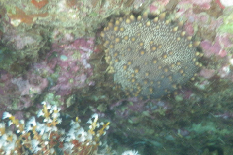 Excursión en catamarán con iguanas y snorkel