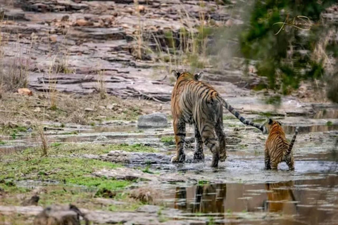 Van Ranthambore: Officiële tijgersafari in Canter met gidsTijgersafari alleen voor Indiase staatsburgers