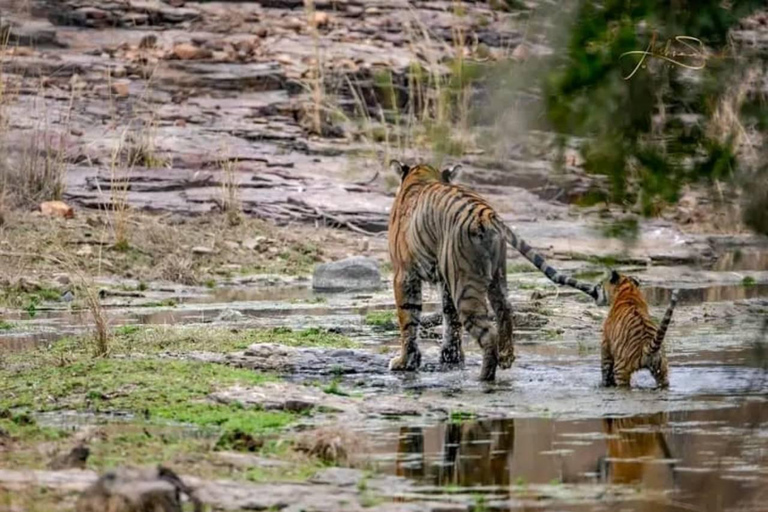 Depuis Ranthambore : Safari officiel des tigres en voiture avec guideSafari tigre pour - Citoyen indien uniquement