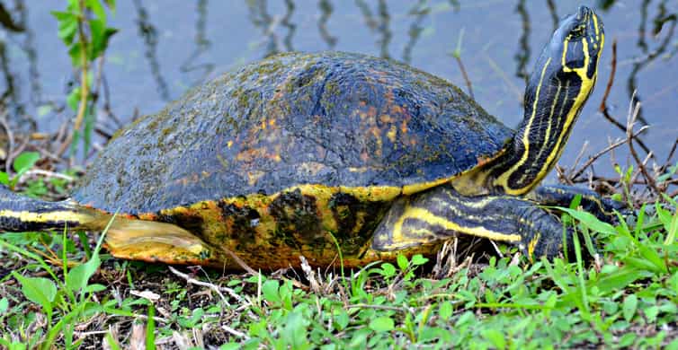 From Miami: Everglades Airboat Gator Spotting Tour photo 16