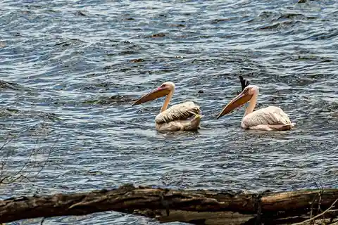 Desde Nairobi: Excursión privada de un día al Parque Nacional del Lago Nakuru