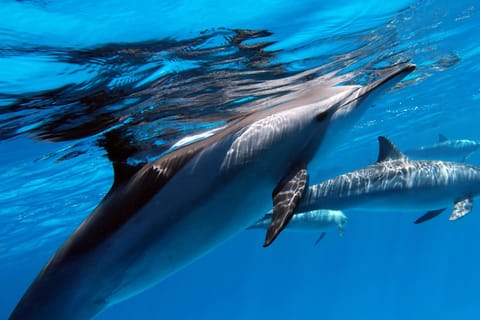 Île de Tahiti : 4 heures de plongée en apnée
