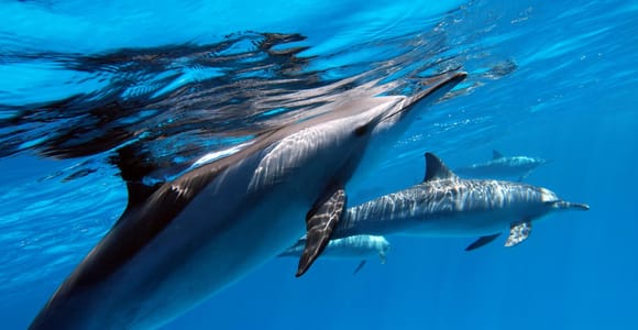 Tahiti island: 4 hours Snorkeling Tour