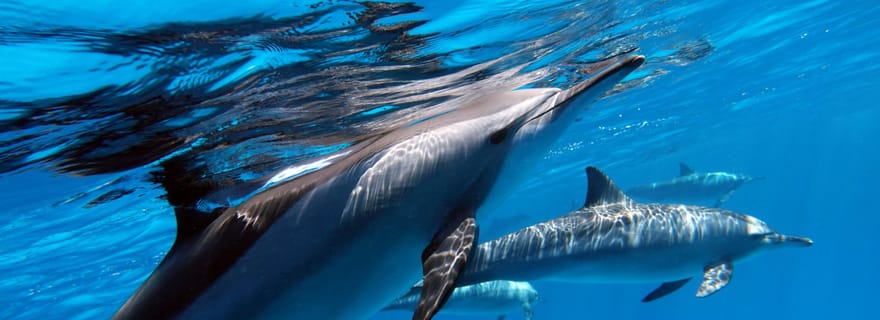Île de Tahiti : 4 heures de plongée en apnée
