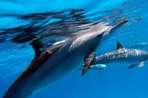 Tahiti island: 4 hours Snorkeling Tour