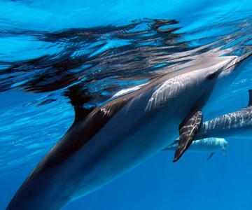 Tahiti island: 4 hours Snorkeling Tour