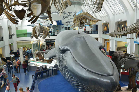 Tour del Museo Naturale: Vulcani, terremoti e balena blu