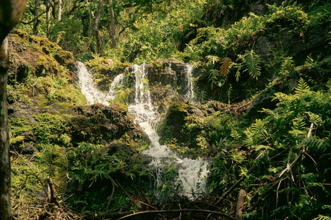 Oahu: Kualoa Open Air Jungle Expedition Tour