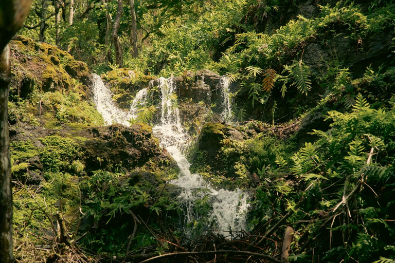 Oahu: Kualoa Open Air Jungle Expedition Tour