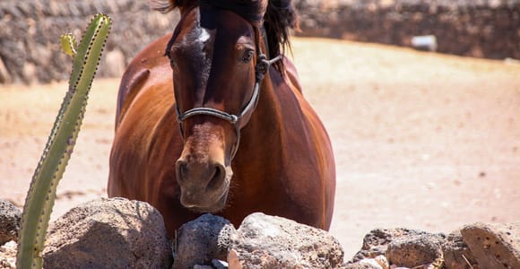 Fuerteventura: VIP Horseback Ride to the Cliffs of El Cotillo