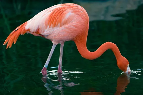 Temaiken Biopark Toegangsbewijzen