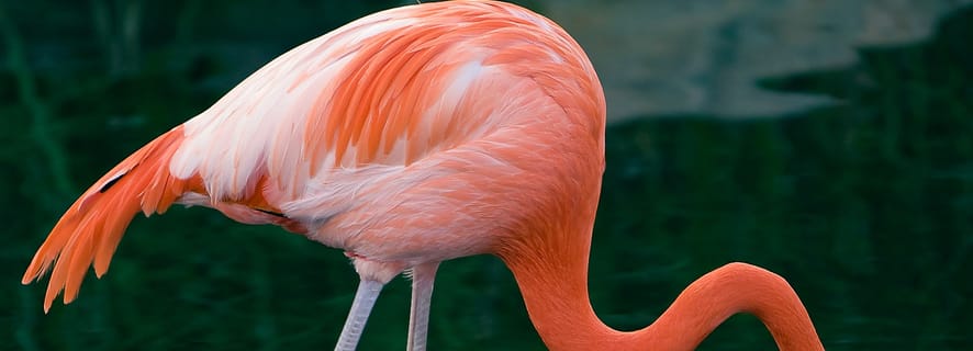 Buenos Aires: tickets oficiales del bioparque Temaikèn