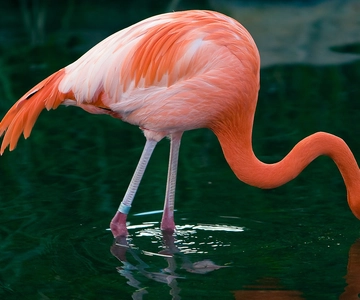 Temaiken Biopark Entry Tickets