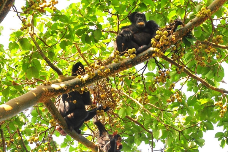 4 Tage Gorillas und Golden Monkey Safari