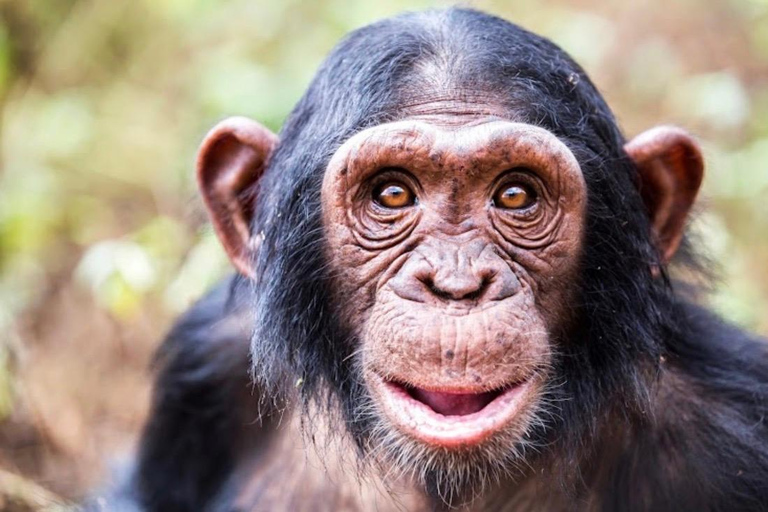 Ngamba Island Chimpanzee Sanctuary Tour