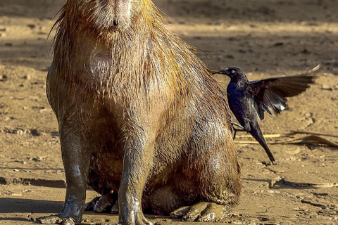 From Cusco: 4 Day Puerto Maldonado Sandoval Lake Excursion