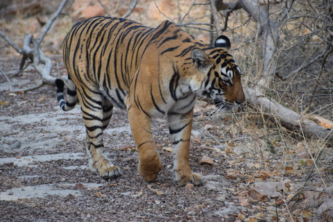 5 nätter 6 dagar Golden Triangle Indien Tour med RanthamboreRundresa endast med bil och förare