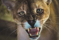 Centro de rescate de vida silvestre y parque de preservación - Housity