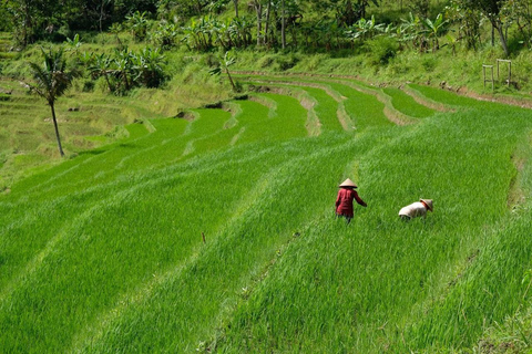 Yogyakarta: Explore Selogriyo Temple & Scenic Rice Terraces Magelang : Explore Selogriyo Temple & Scenic Rice Terraces