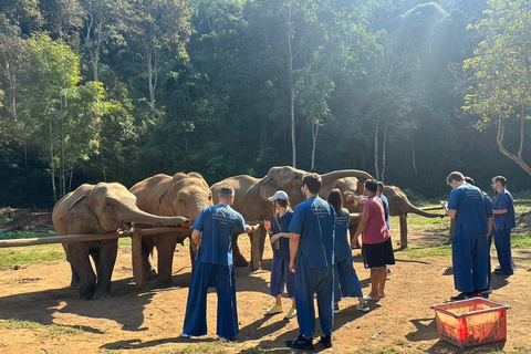 Chiang Mai: Elefanti, cascate e rafting in acque bianche