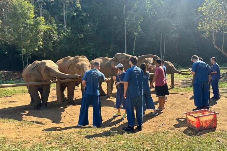 Chiang Mai: Elefanti, cascate e rafting in acque bianche