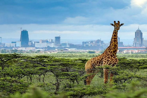 Nairobi; National park, KICC ,Giraffe Center & Town tour